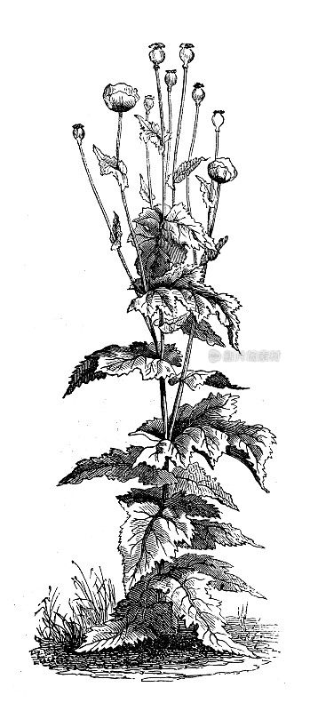 古植物学插图:罂粟、罂粟