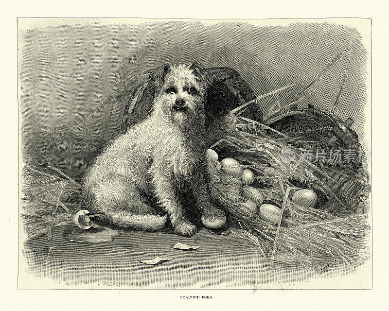 淘气的狗狗抓蛋，荷包蛋，维多利亚19世纪