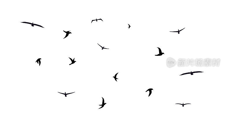 一群会飞的鸟。不同的混合鸟群。矢量图