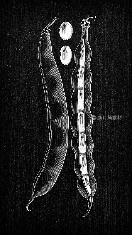 植物学蔬菜植物古董雕刻插图:象牙黄油豆