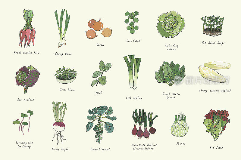 蔬菜矢量插图集