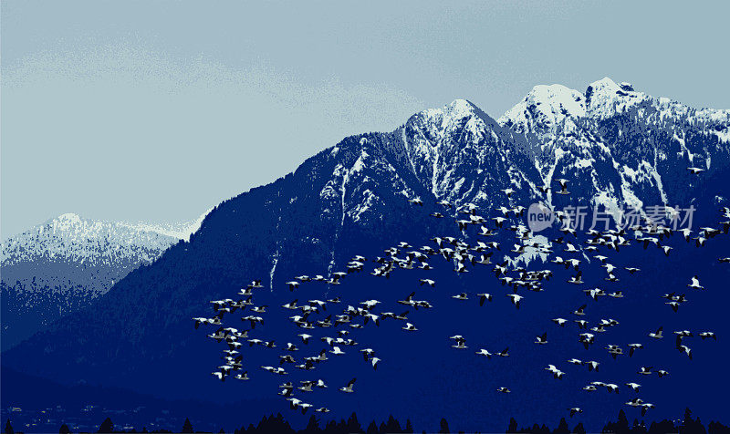 一群雪雁飞过雪山，蓝色的山脉