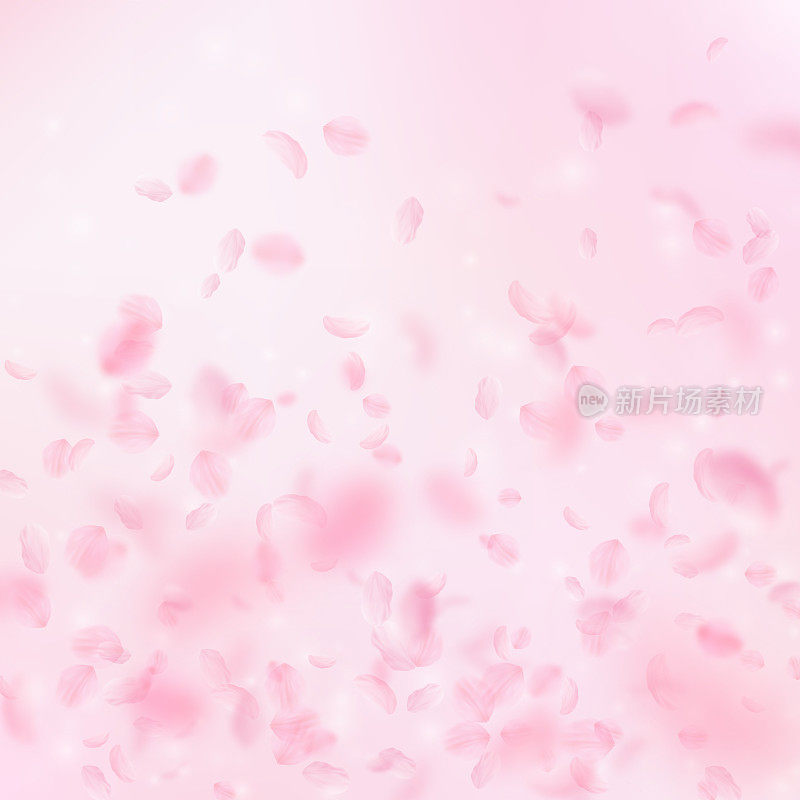 樱花花瓣飘落。浪漫的粉红色花朵梯度。飞舞的花瓣在粉红色的方形背景上。爱情,浪漫的概念。令人眼花缭乱的婚礼邀请