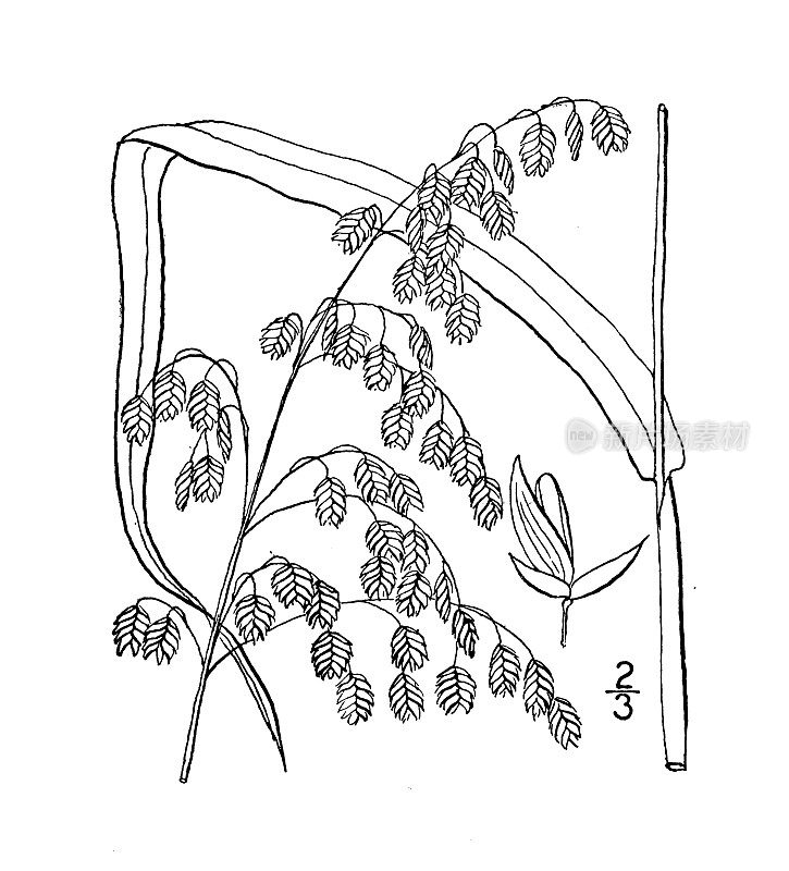 古植物学植物插图:加拿大圆锥花序，响尾蛇草