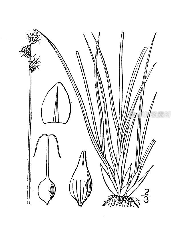 古植物学植物插图:苔草、哈德逊湾莎草