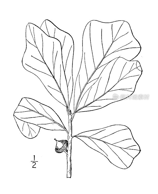 古植物学植物插图:黑栎，水橡木