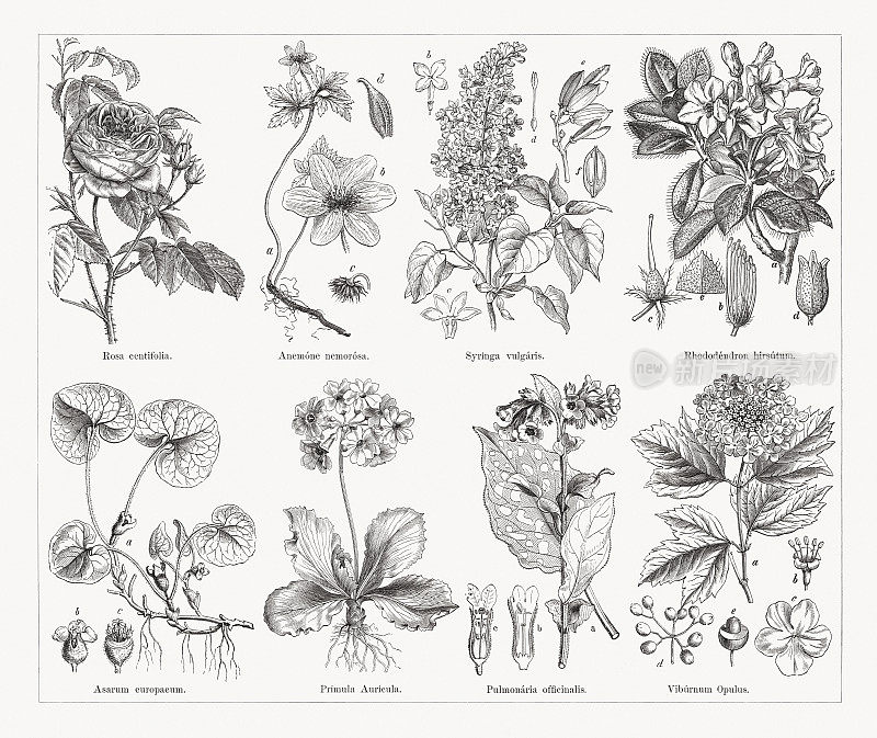 药用植物，木版，1884年出版