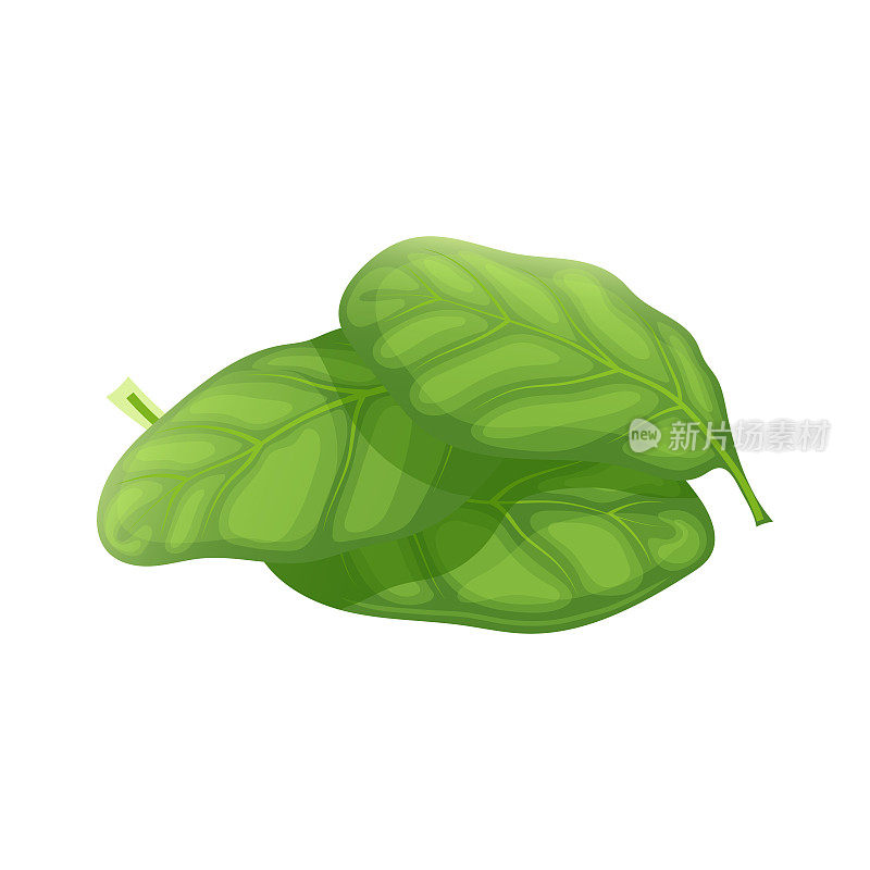 菠菜叶绿色卡通矢量插图