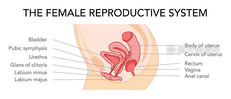 不同样式和横截面的女性生殖系统子宫。侧视图在一个切割。人体解剖内部器官定位方案，宫颈平式图标。矢量医疗插图
