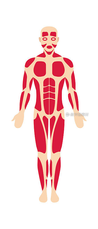 人体肌肉系统解剖学。矢量图