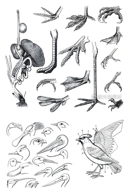 一大组鸟的身体部位。鸟解剖学。鸟的脚。鸟喙。卡通鸟字符。收集鸟类的身体部位。手绘鸟类插画。老式的鸟海报。