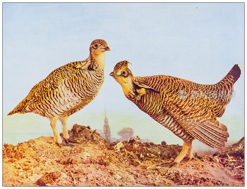 古董鸟类学彩色图像:小草原鸡