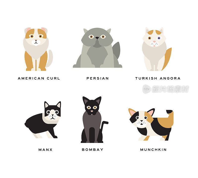 不同的猫品种与美国卷曲，波斯，土耳其安哥拉，曼克斯，孟买和芒奇金矢量集