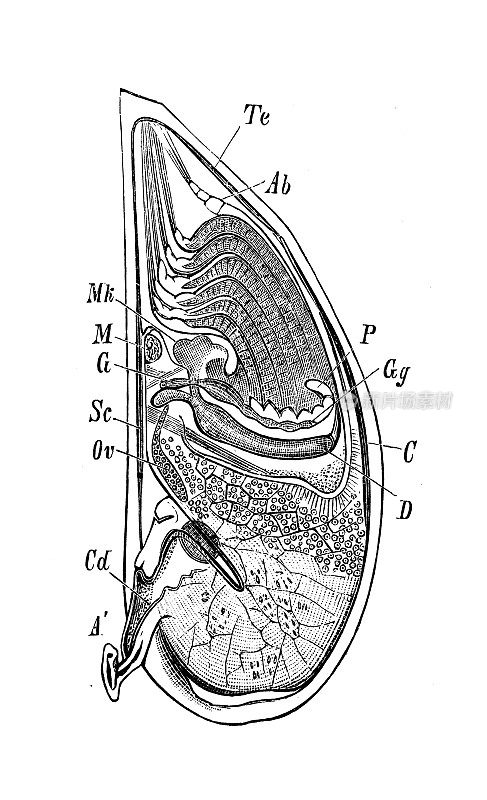 古代生物动物学图像:勒帕斯