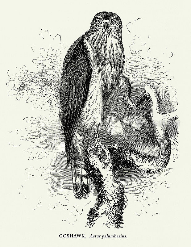 美国古董雕刻，苍鹰，鸟:自然历史，1885