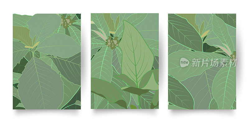 绿色热带模式集。收集热带背景在简单的最小平面风格与丛林植物叶子，