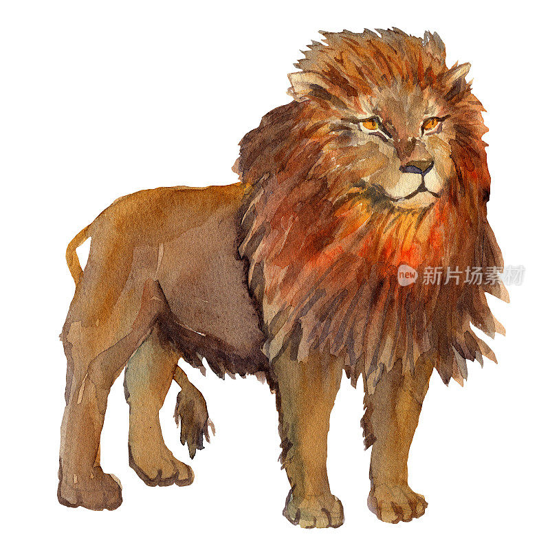 水彩手绘插图的一个站狮子的自然风格。非洲野生动物成年狮子