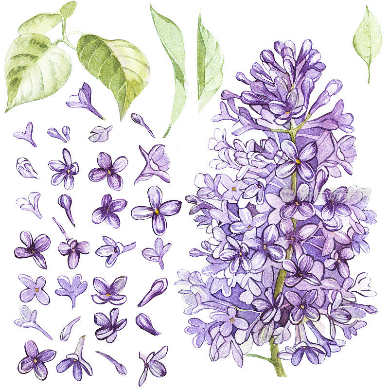 紫丁香手绘水彩植物插画一套。用于邀请、电影海报、织物和其他物品的设计元素。孤立在白色的。