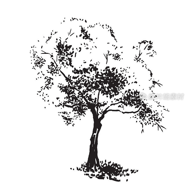 手绘aple树。黑白实景，毛笔素描。