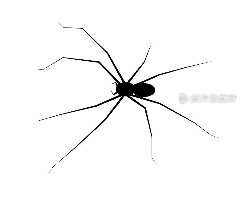 蜘蛛黑寡妇剪影符号符号图标设计。美丽的插图孤立在白色的背景