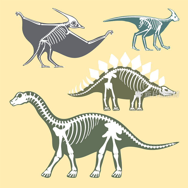 恐龙骨骼剪影设置化石骨霸王龙史前动物恐龙骨矢量平面插图