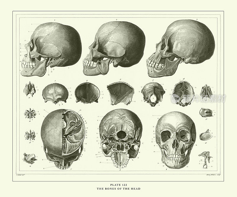 雕刻古玩，颅骨雕刻古玩插图，1851年出版