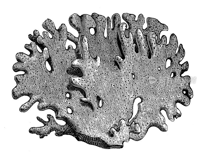 古植物学插图:金针菇、海姜