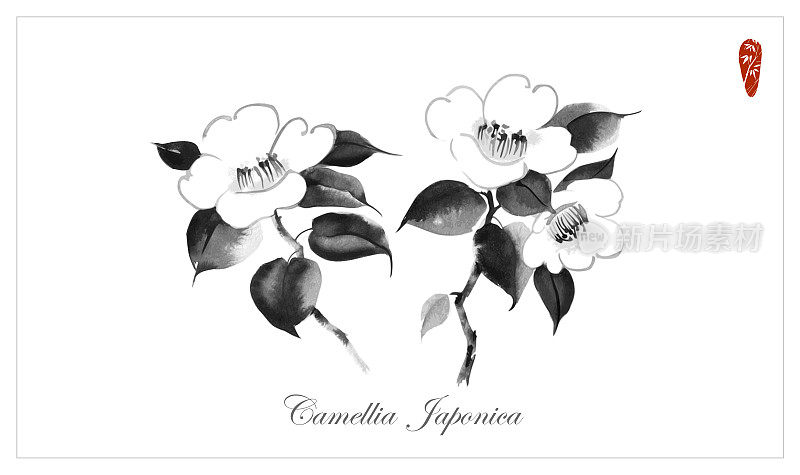 白色背景上的白色山茶花。传统的日本水墨画。