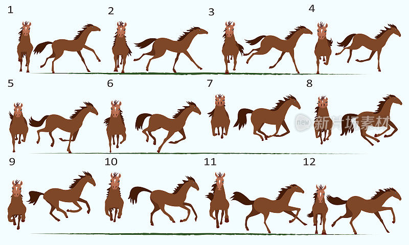 2D马的动画。12个关键姿势。前视图和侧视图。