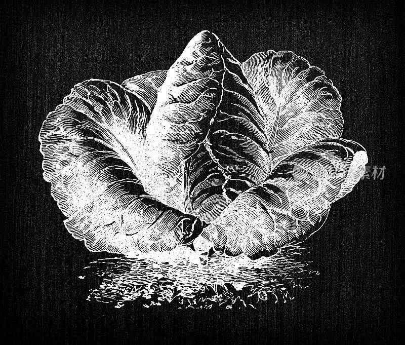 植物学蔬菜植物仿古雕刻插图:卷心菜