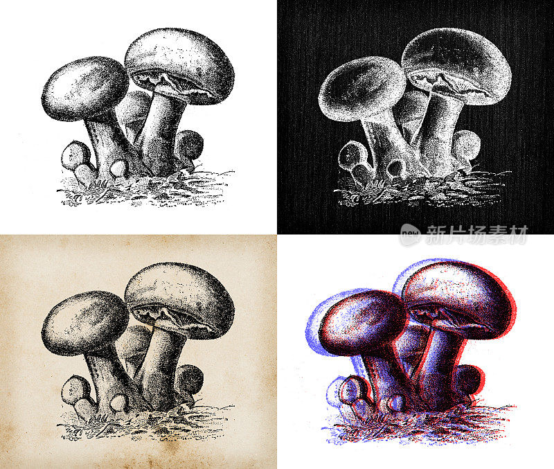 古董植物学插图:蘑菇、野蘑菇、草菇