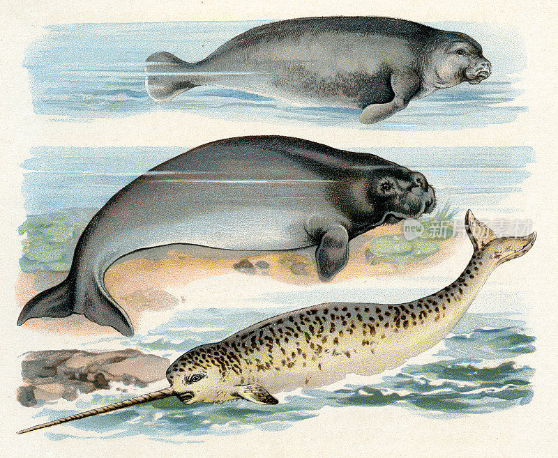 独角鲸、海牛、儒艮插图1899