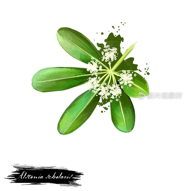 阿育吠陀草药，花。数字艺术插图与文本孤立在白色。健康有机温泉植物广泛应用于治疗，为天然药物配制