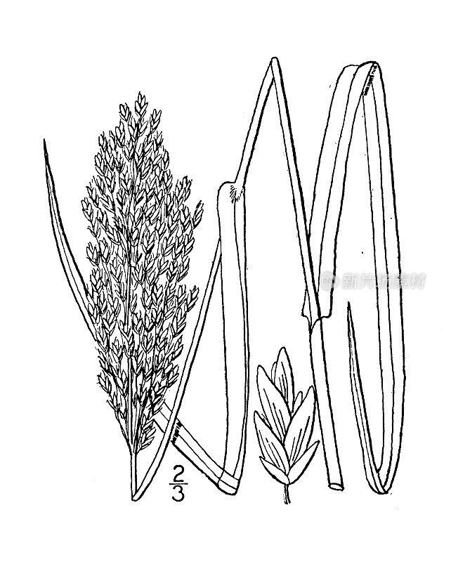 古植物学植物插图:圆锥芥、钝吗哪草