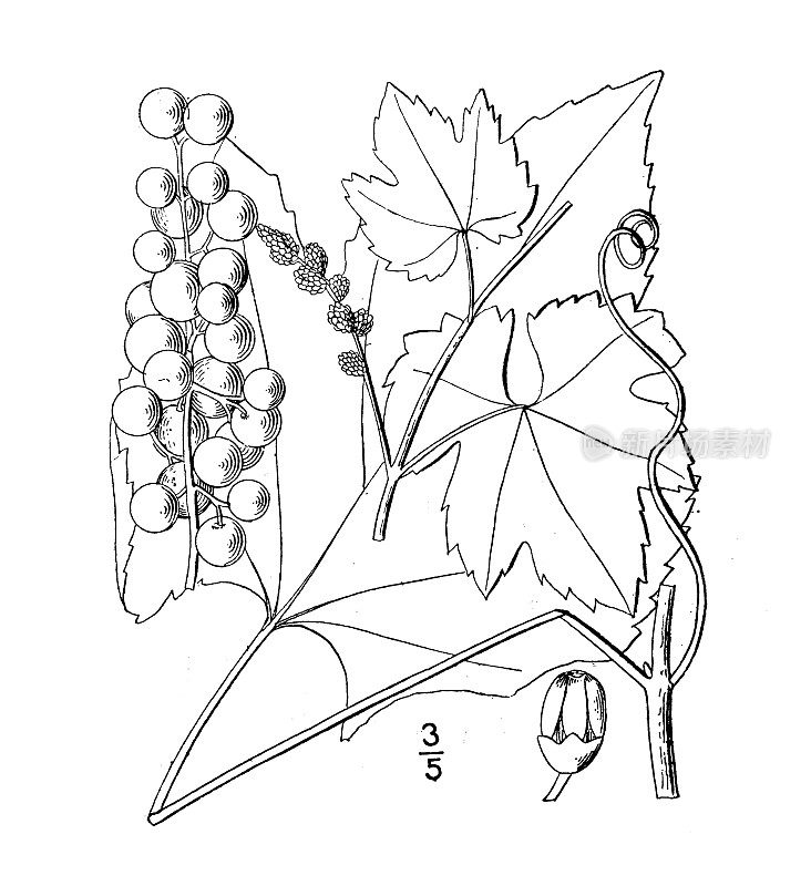 古植物学植物插图:双色葡萄，冬季葡萄