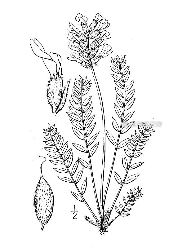 古植物学植物插图:西葫芦、黄Oxytrope