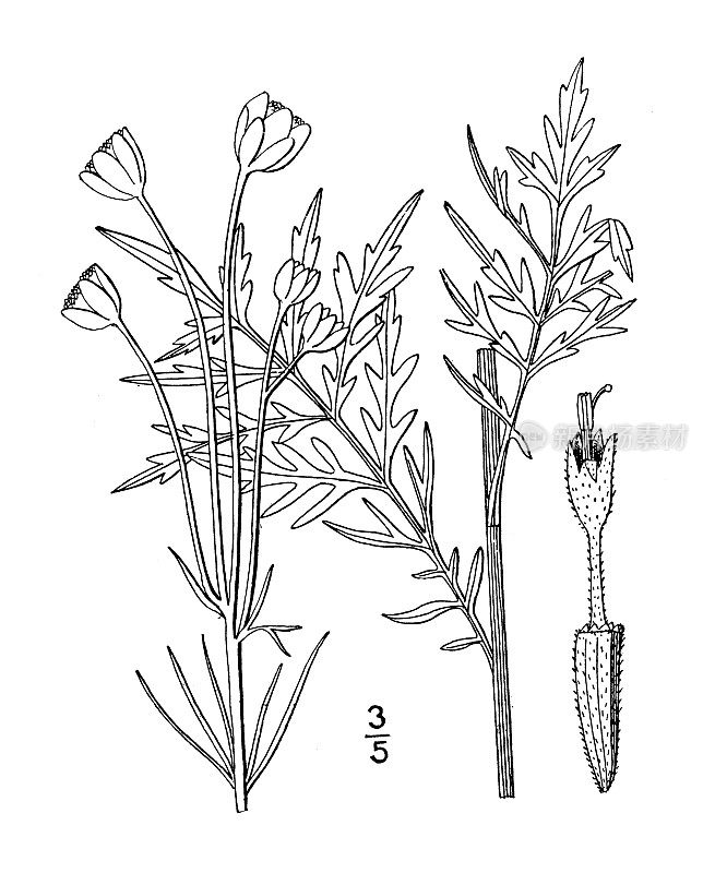 古植物学植物插图:膜翅目，白色有苞片的膜翅目