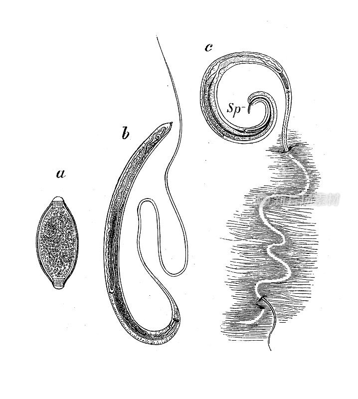 古董生物动物学图像:乱毛头虫