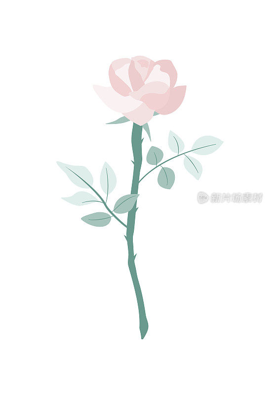 情人节美丽的淡粉色玫瑰矢量隔离在白色背景