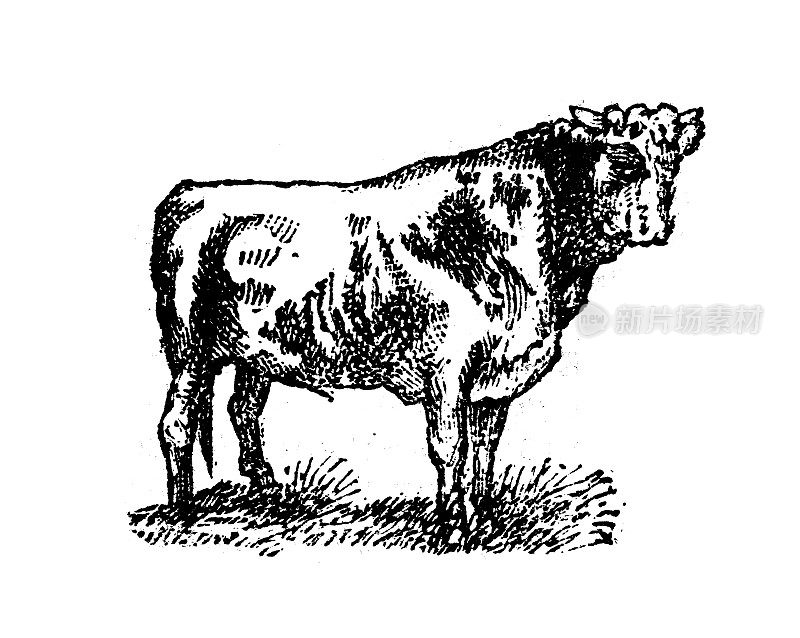 古董雕刻插图:公牛