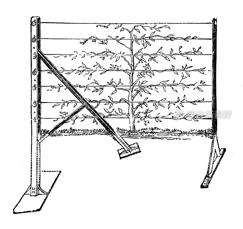 古玩雕刻插图:果树铁栅栏