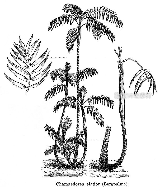 常绿棕榈雕刻1888年