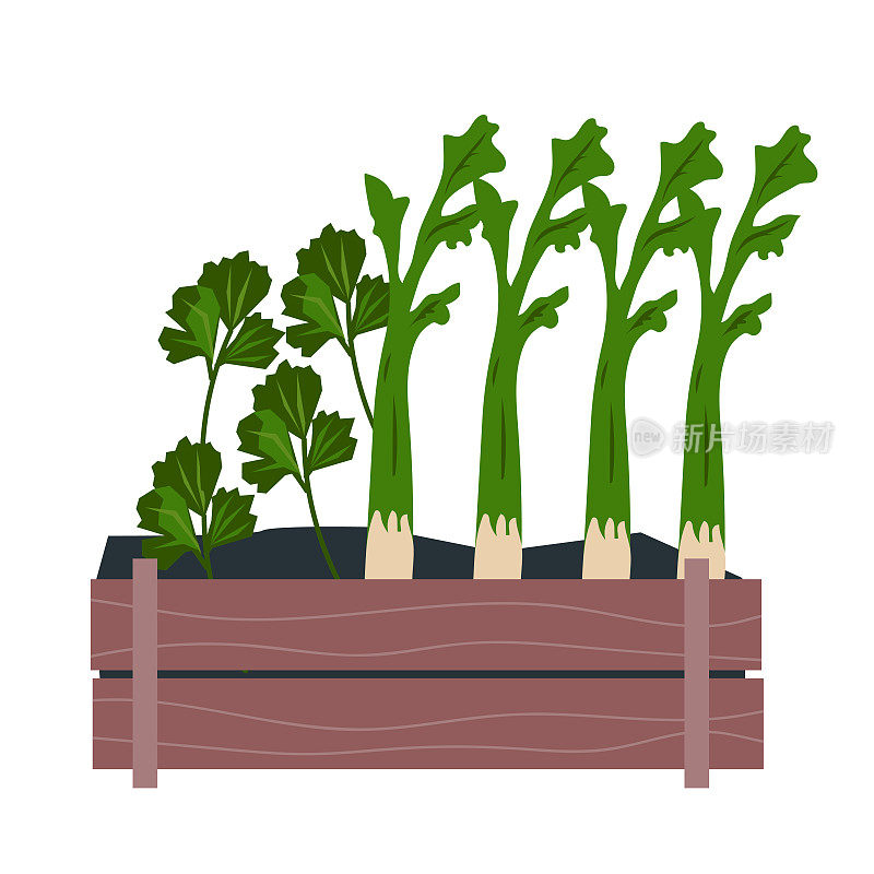 家庭智能花园和种植蔬菜室内绿化和草本植物的概念。