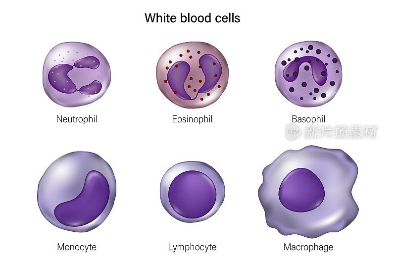 白细胞的类型。中性粒细胞，嗜酸性粒细胞，嗜碱性粒细胞，单核细胞，淋巴细胞和巨噬细胞。