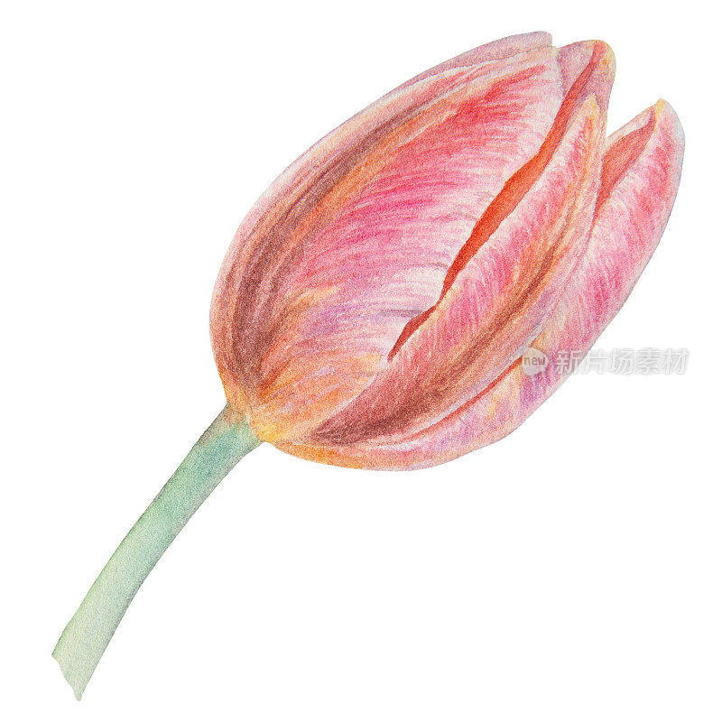 粉红色郁金香的水彩现实植物插图孤立在白色背景为您的设计，婚礼印刷产品，纸张，请柬，卡片，织物，海报