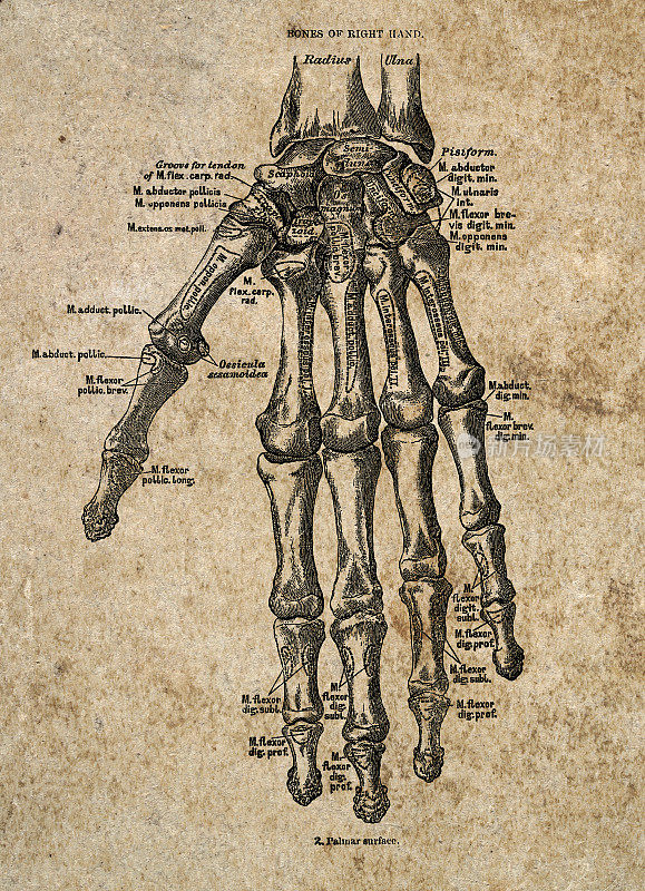 右手骨古生物医学插图，维多利亚解剖图纸，19世纪