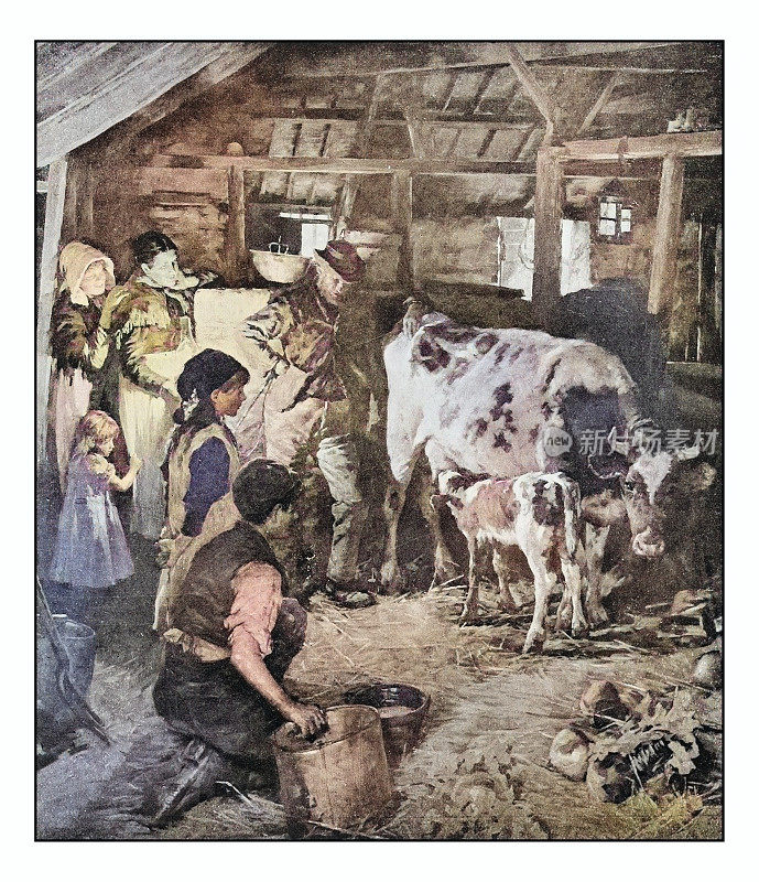 古董画照片:新牛犊