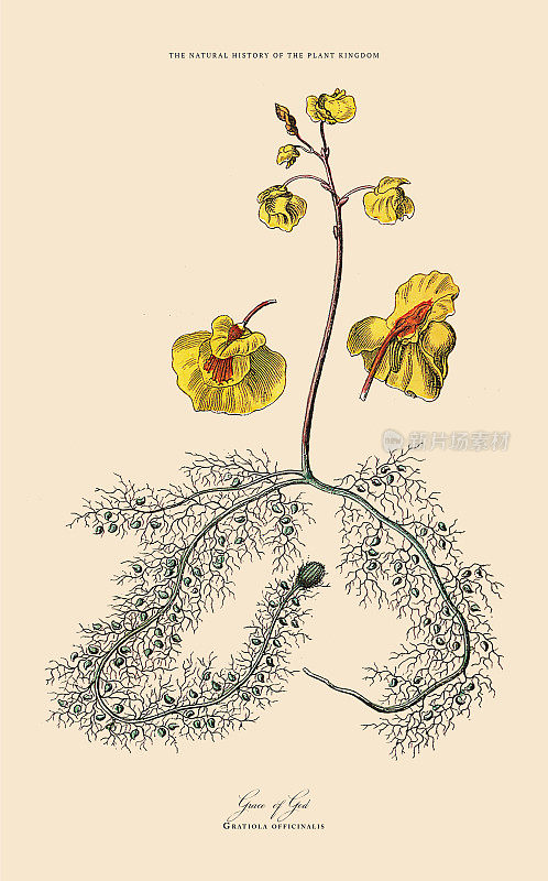 多年生植物，植物王国，维多利亚植物插图，大约1853年