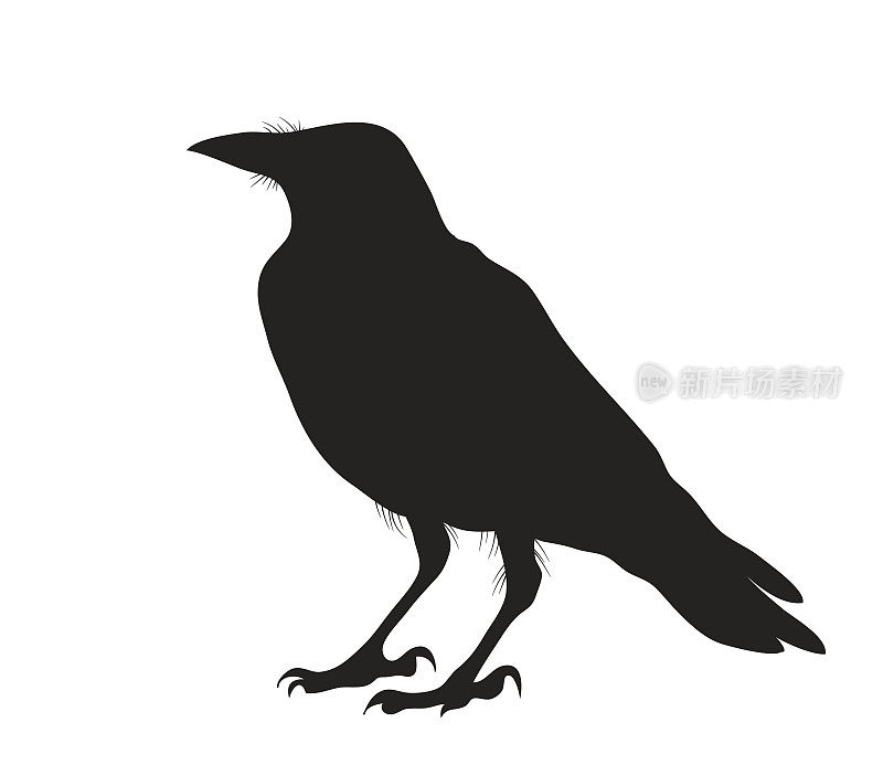 一只乌鸦坐着的剪影插图