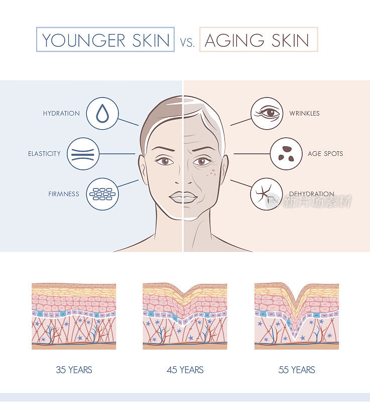 年轻和年老的皮肤比较